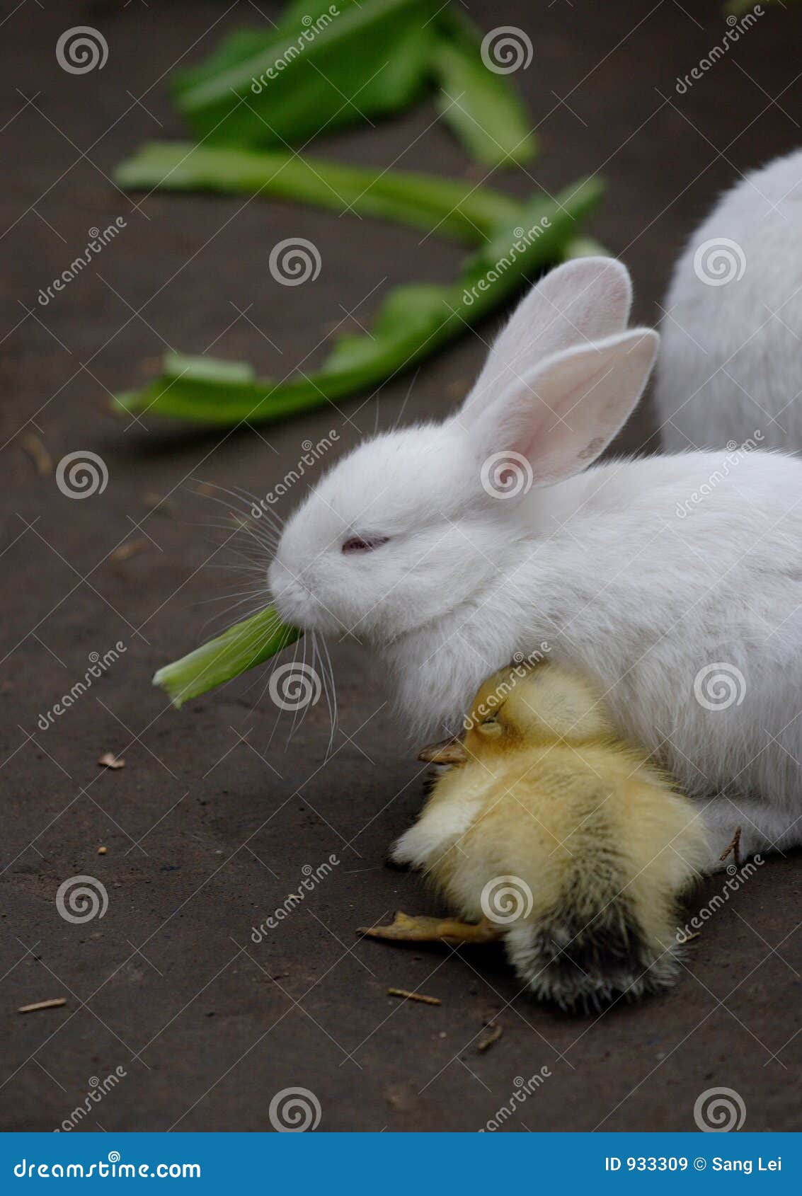 Lapin Et Canard Image Stock Image Du Blanc Lapin Canard