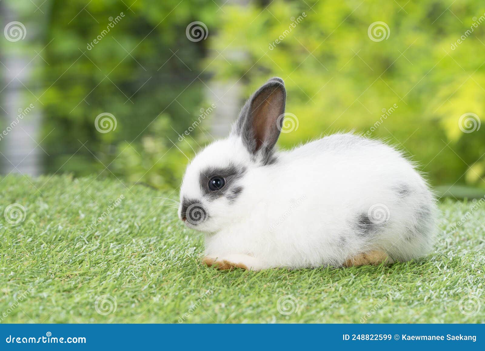 Lapin Mignon Sur Le Champ D'herbe Verte