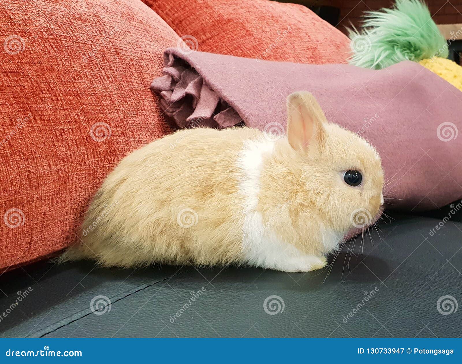 Lapin Nain De Profil De Netherland Mignon Lateral De Bebe Image Stock Image Du Vienne Repos Lapin Nain De Profil De Netherland Mignon Lateral De Bebe Image Stock Image Du Vienne Repos
