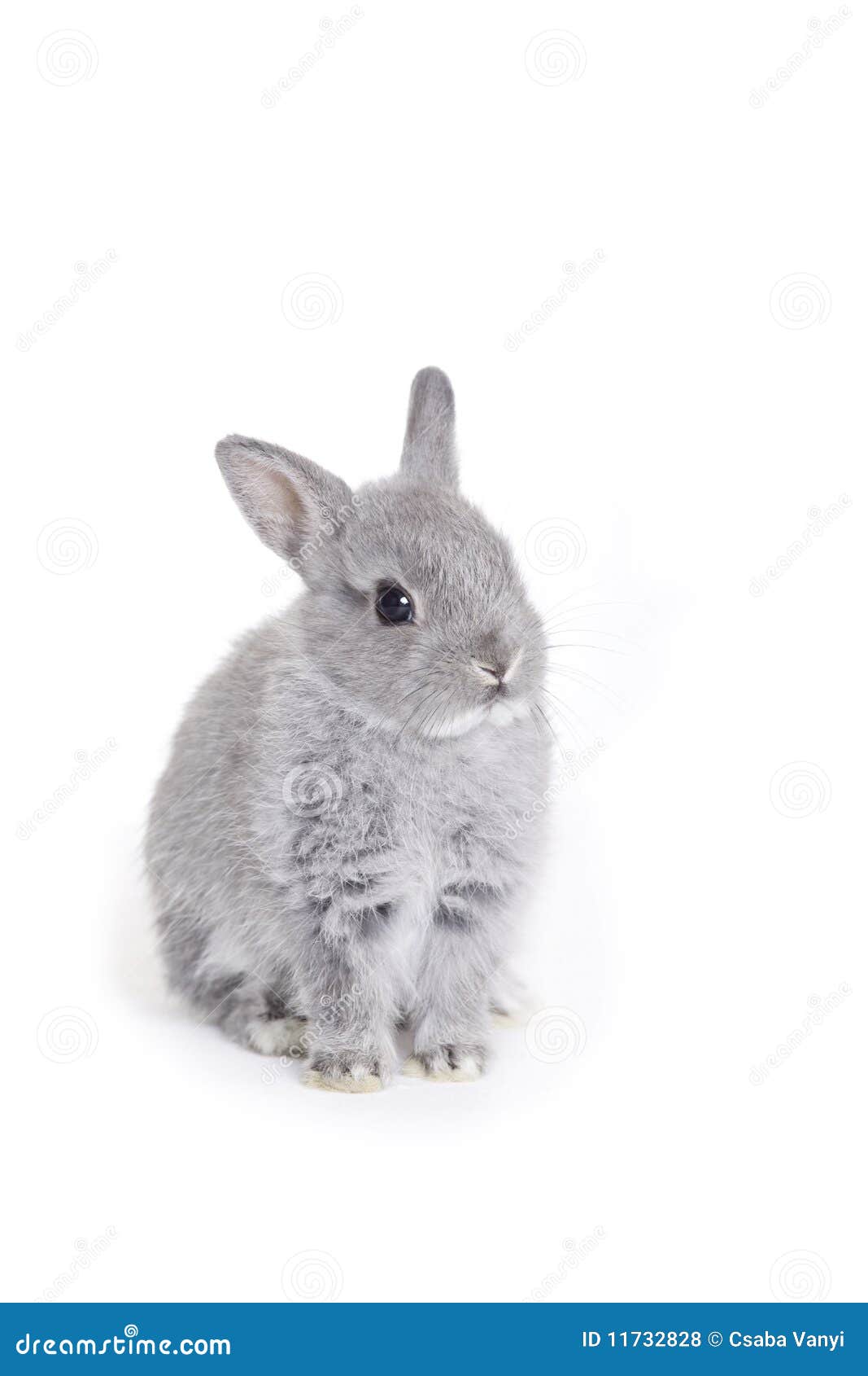 Lapin Nain Gris De Cheri Photo Stock Image Du Cheri