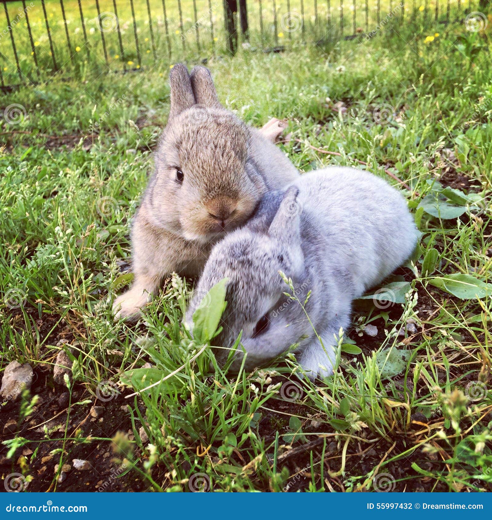 Lapins De Bebe Photo Stock Image Du Lapin Ferme Geant