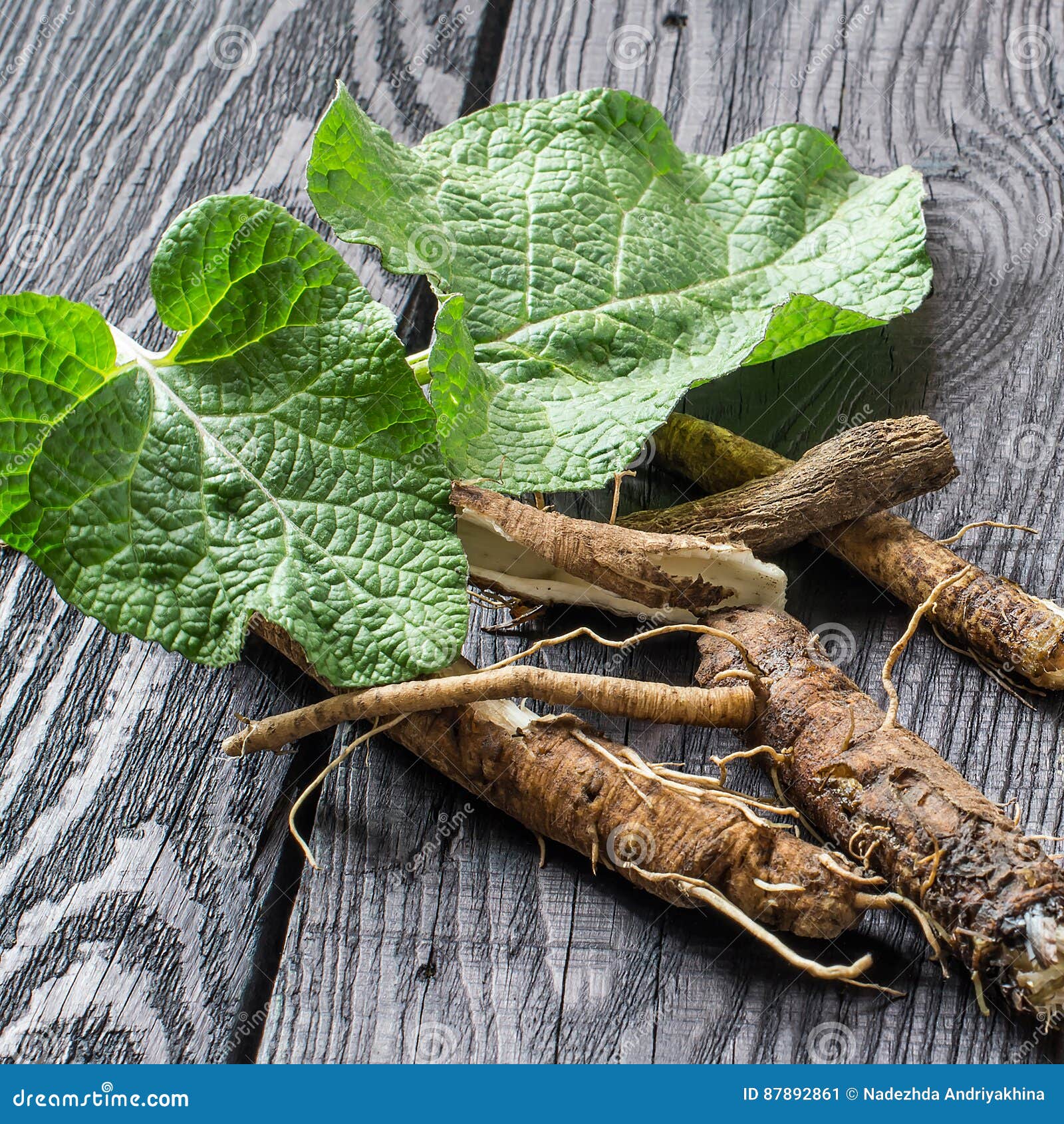 Лопух побочные. Лопух корень. Корень репейника. Burdock root Tea. Лопух большой корень.