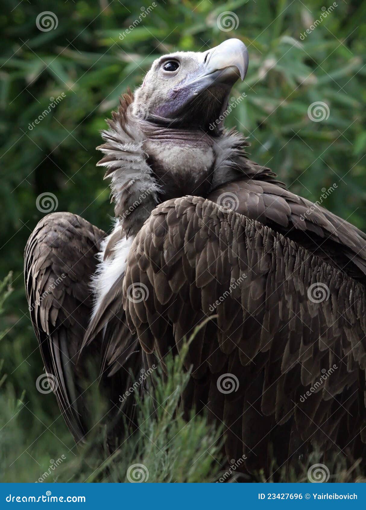 Lappet faced Vulture stock photo. Image of tanzania, feathers - 23427696