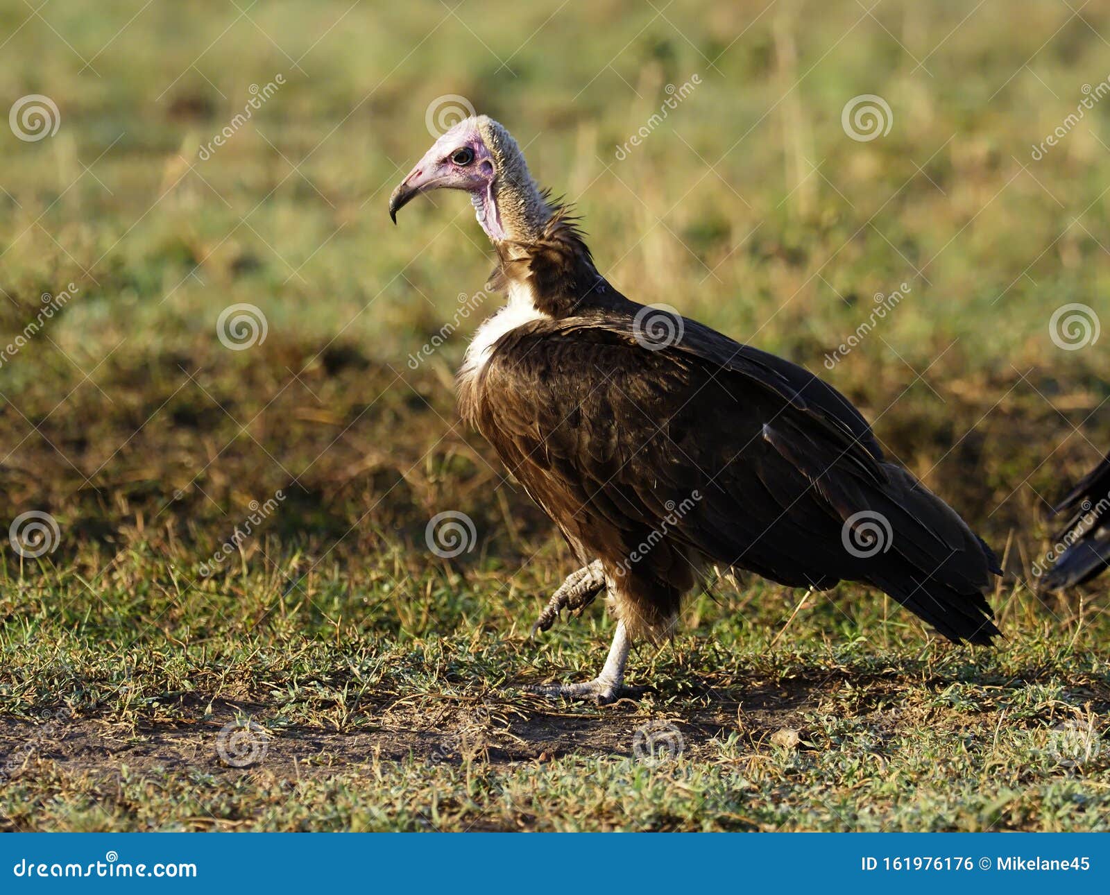 Lappet-faced Vulture or Nubian Vulture, Torgos Tracheliotos Stock Photo ...