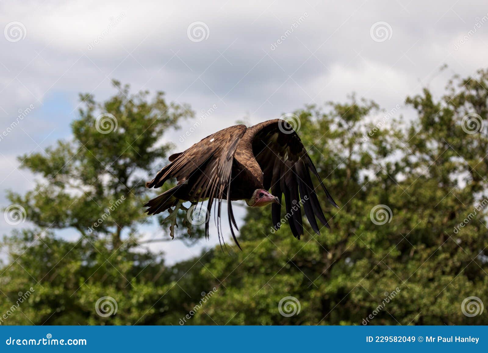 A Lappetfaced Vulture Shows Its Impressive Wingspan Stock Image