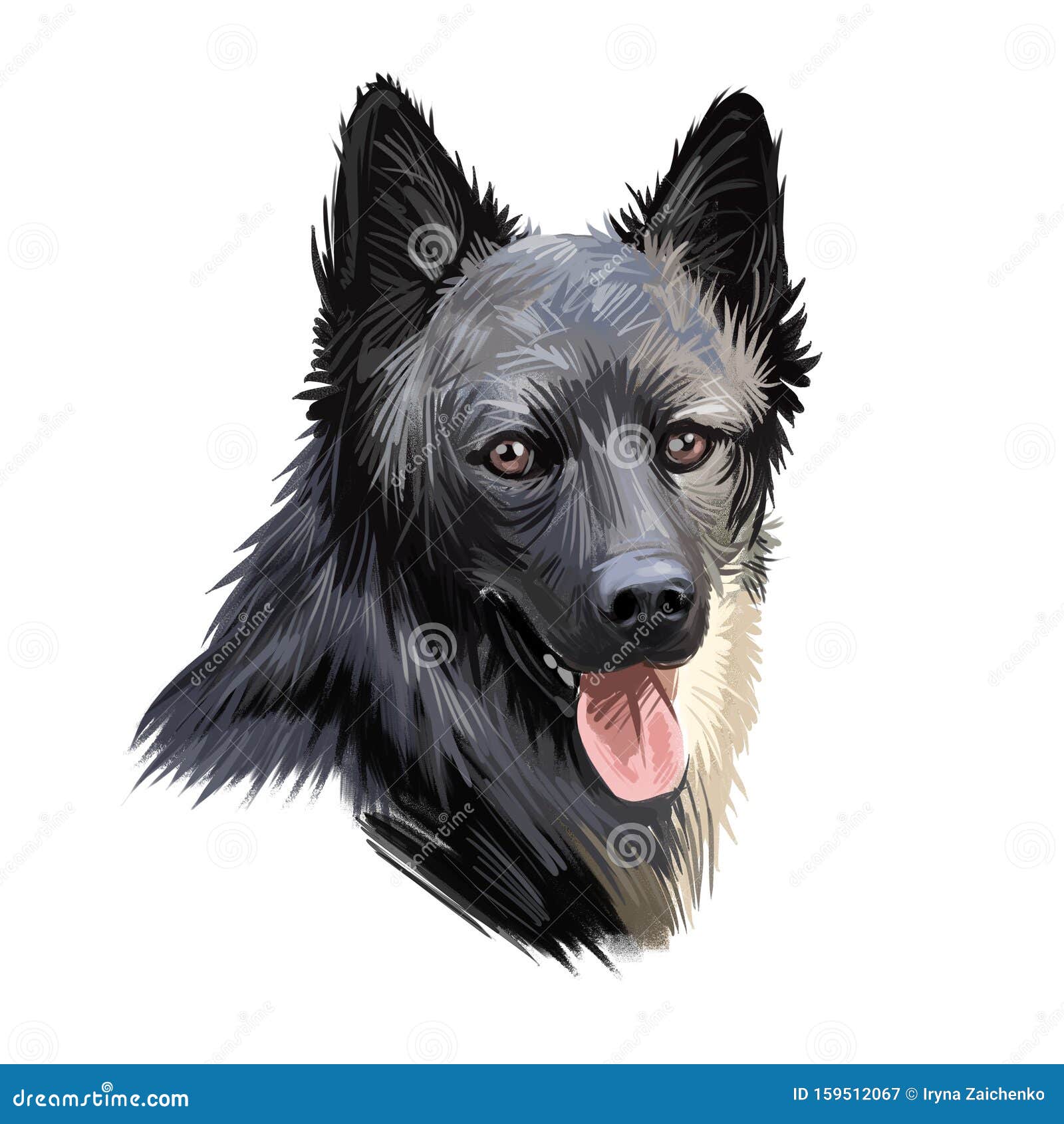 lapponian herder dog canine closeup of pet digital art . lapinporokoira hound with stuck out tongue, lapsk vallhund
