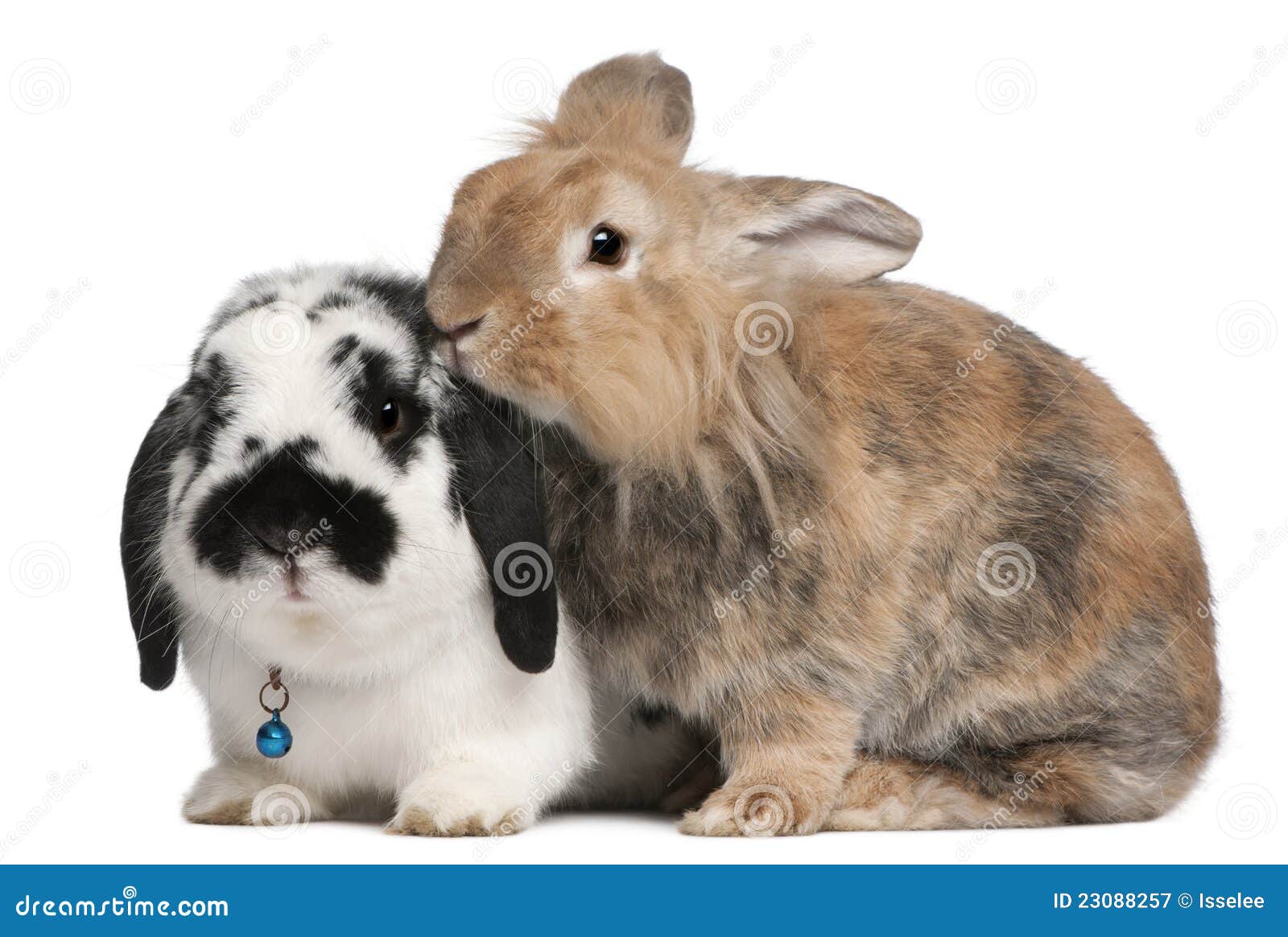 lapponian herder rabbits, 3 years old