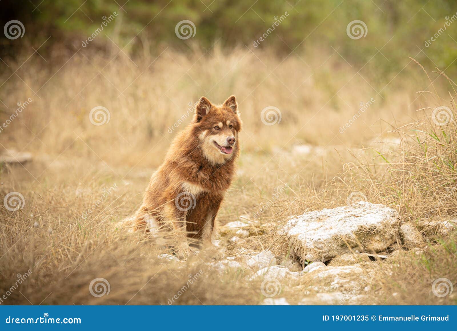 lapponian herder seated