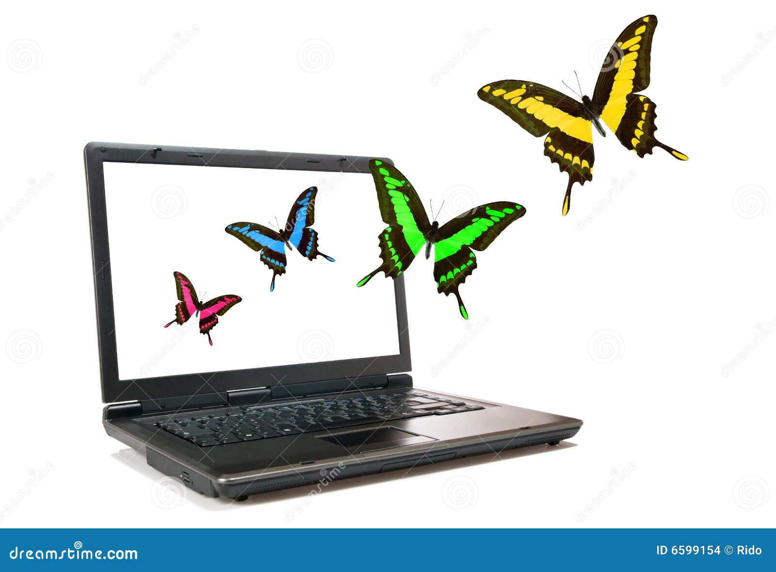 Laptop and butterflies stock photo. Image of bright, conservation 6599154