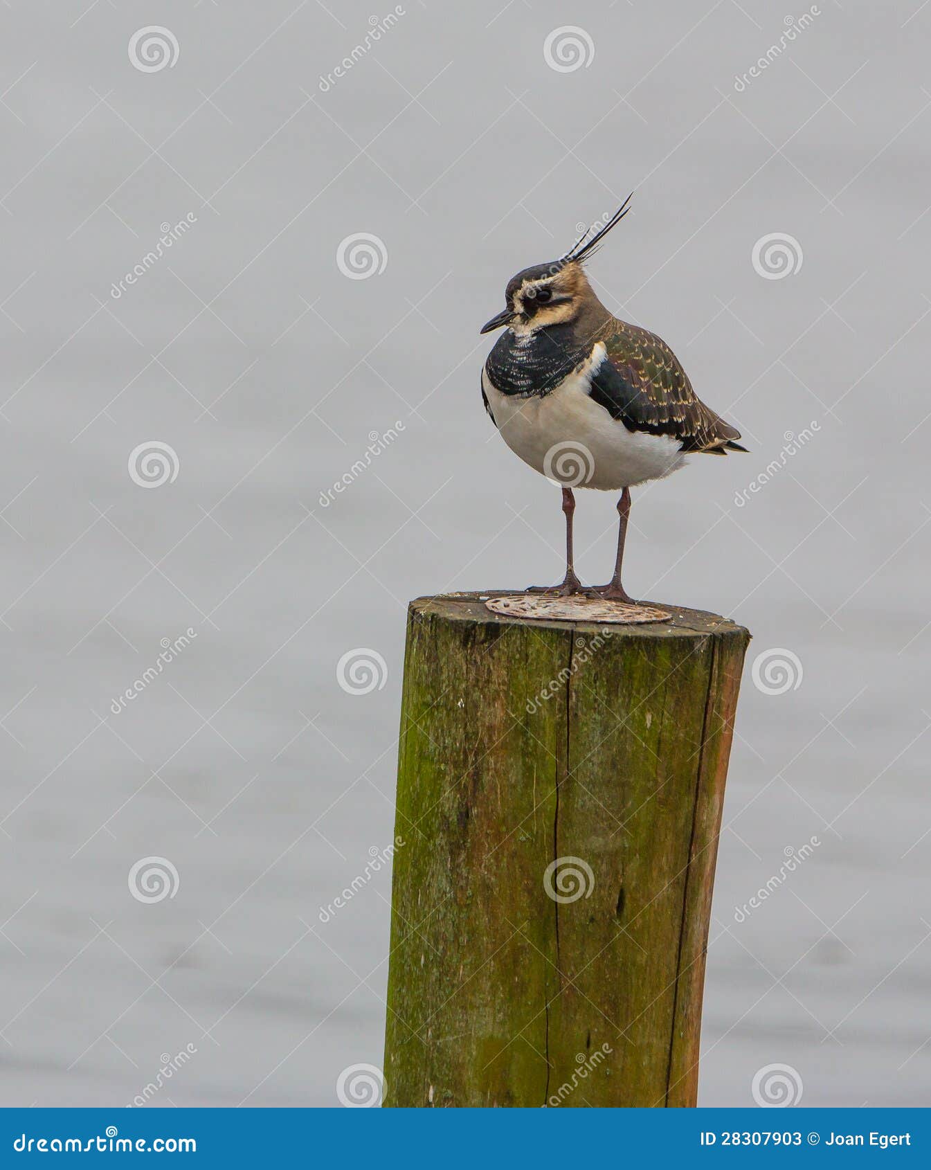 lapwing on stake