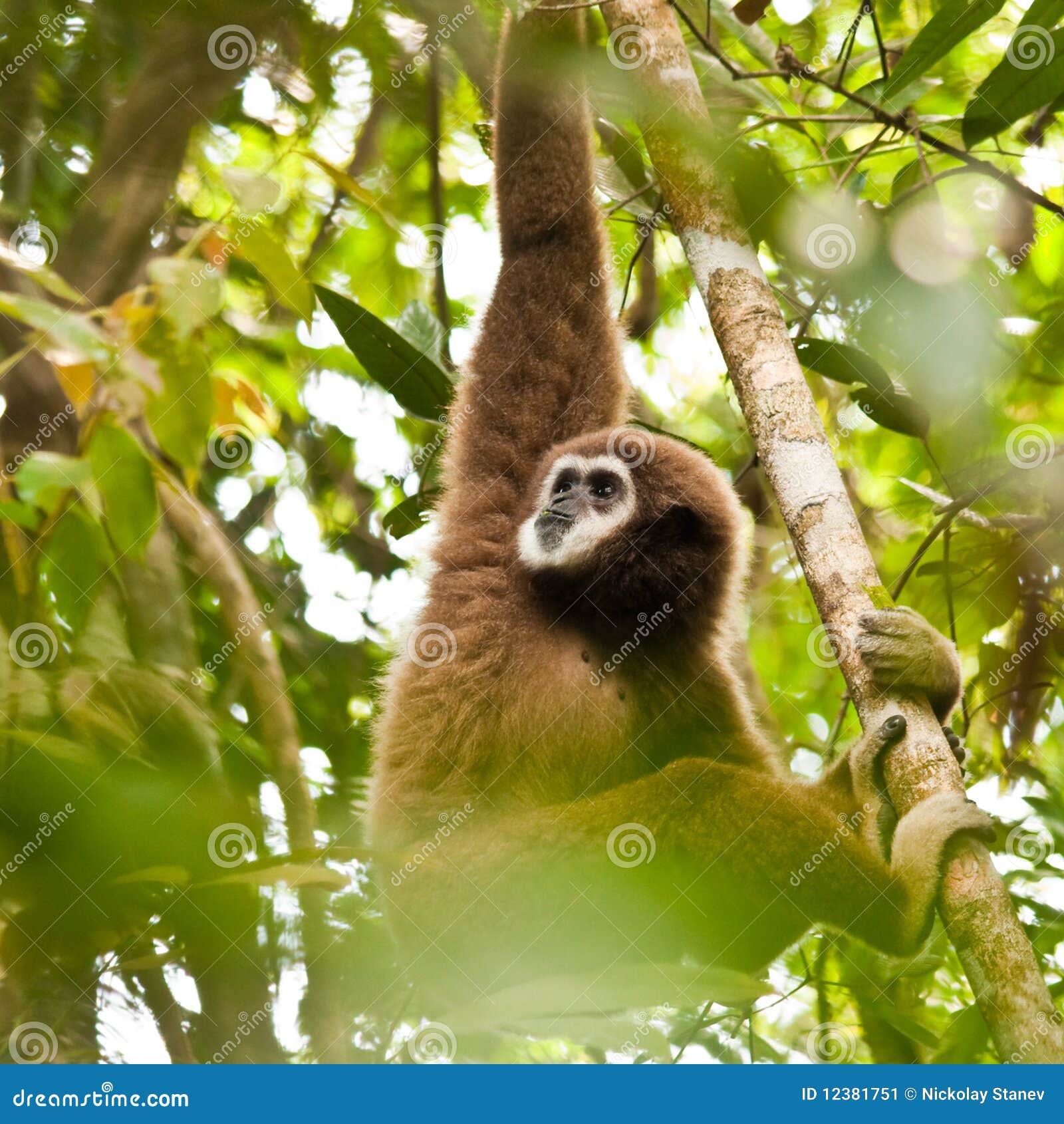 Lar-Gibbon. Männlicher weiß-übergebener Gibbon, der Blätter in den Dschungeln von Phuket, Thailand isst.