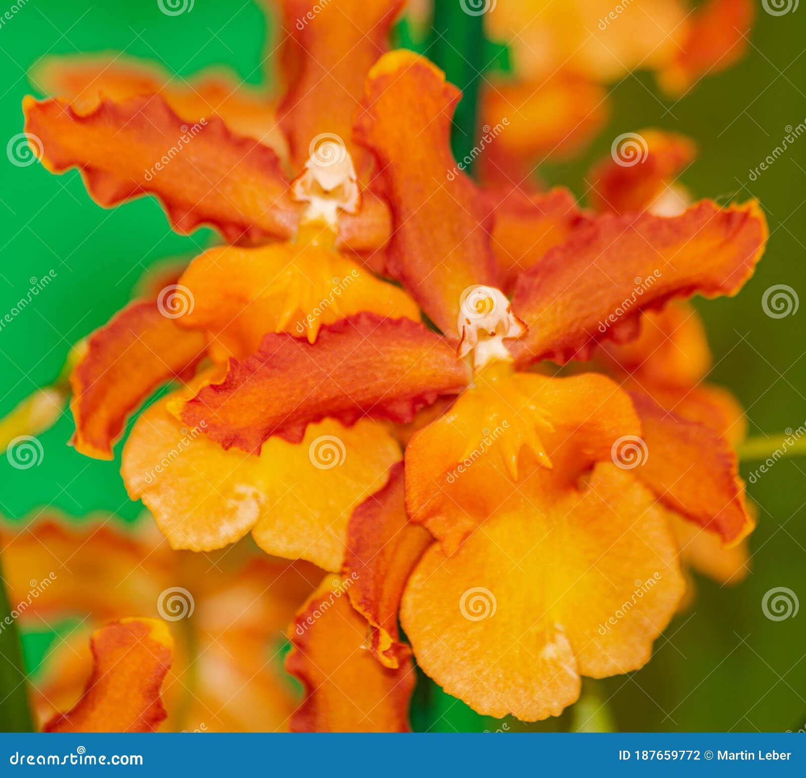 Laranja Cambria Catatante Orquídea Florescendo Foto de Stock - Imagem de  botânica, folha: 187659772