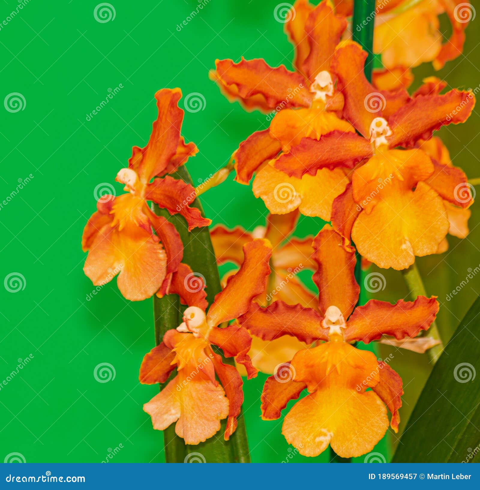 Laranja Cambria Catatante Orquídea Florescendo Imagem de Stock - Imagem de  verde, fragilidade: 189569457