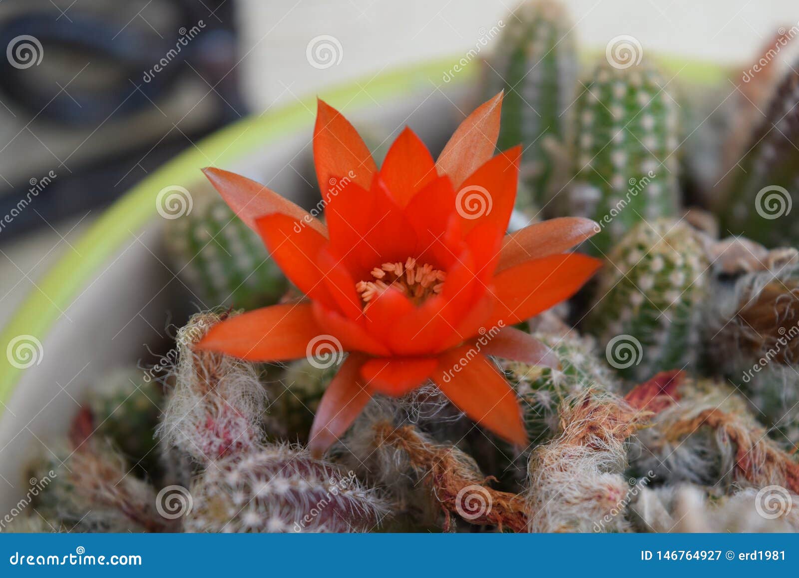 A Laranja Da Flor Do Cacto Do Deserto Imagem de Stock - Imagem de verde,  fundo: 146764927