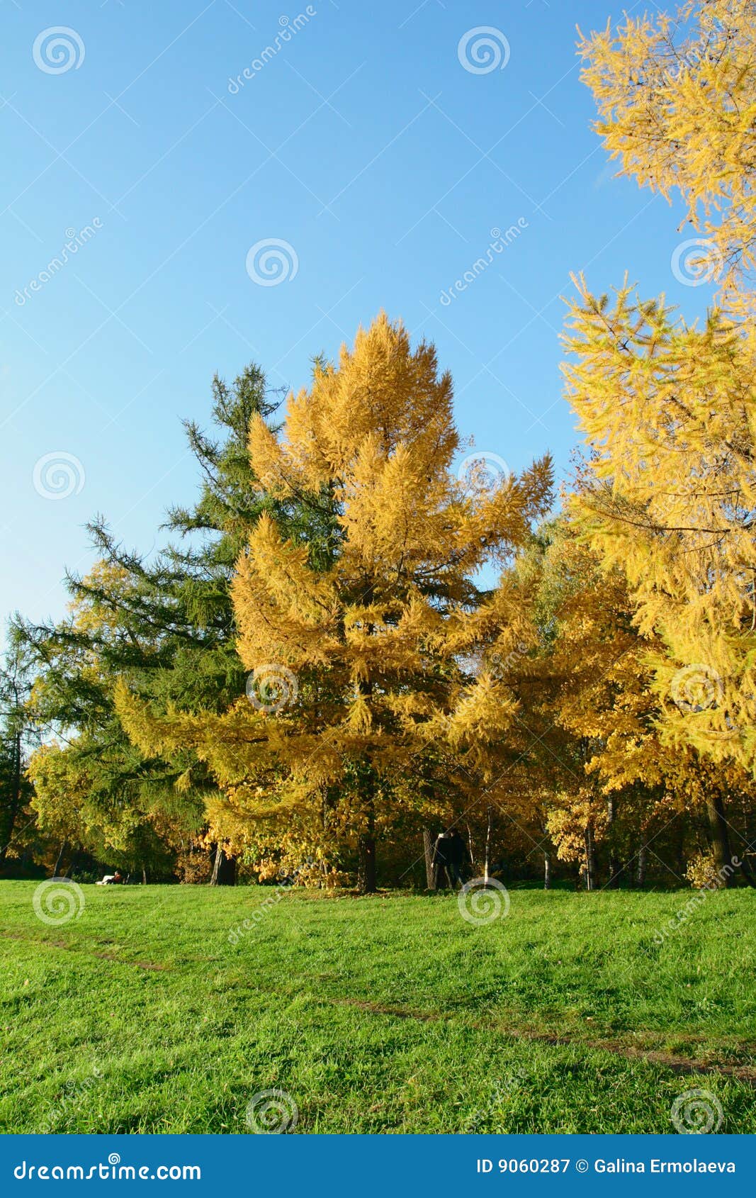 Larch in autumn park stock image. Image of season, yellow 9060287