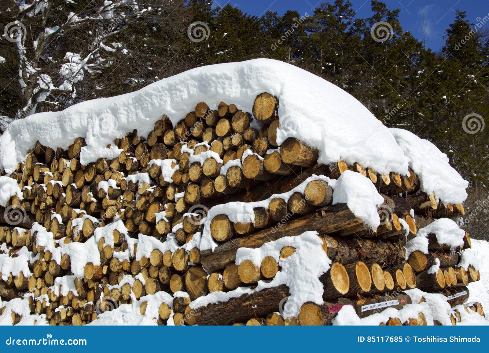 Larch Lumber on Snow in Winter Forest Stock Image Image of nature