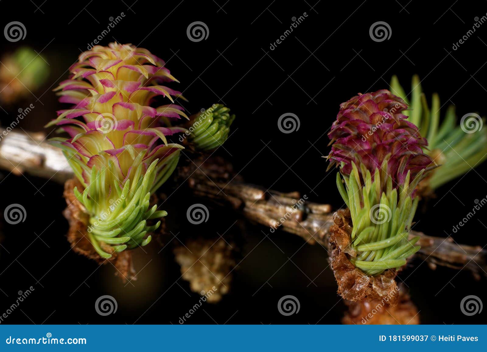 larch strobili, young and old ovulate cones