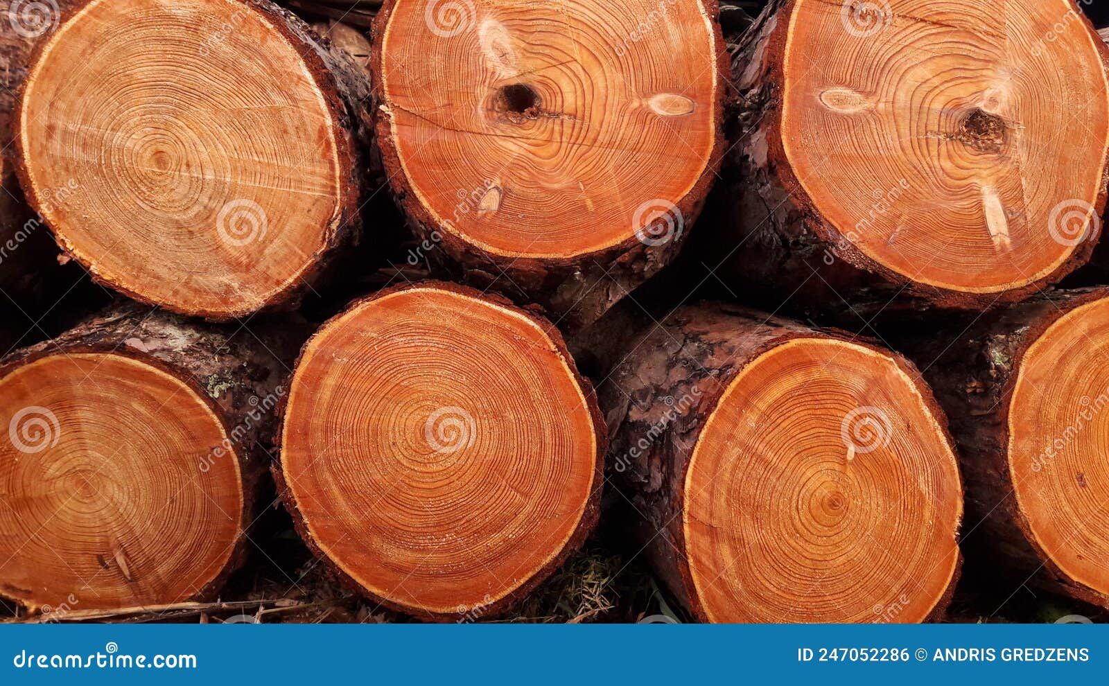 Larch tree firewood block stock photo. Image of wood 247052286