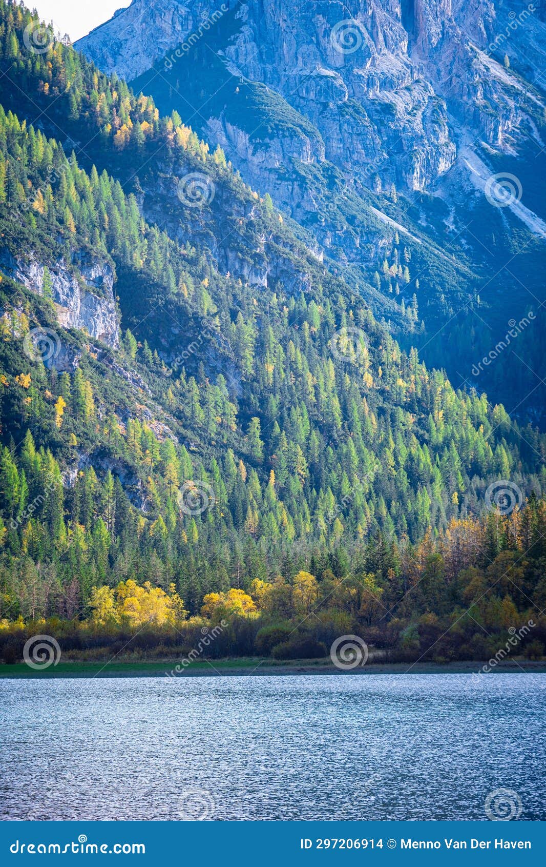 larch trees on a mountain near a lake in italy's dolomites
