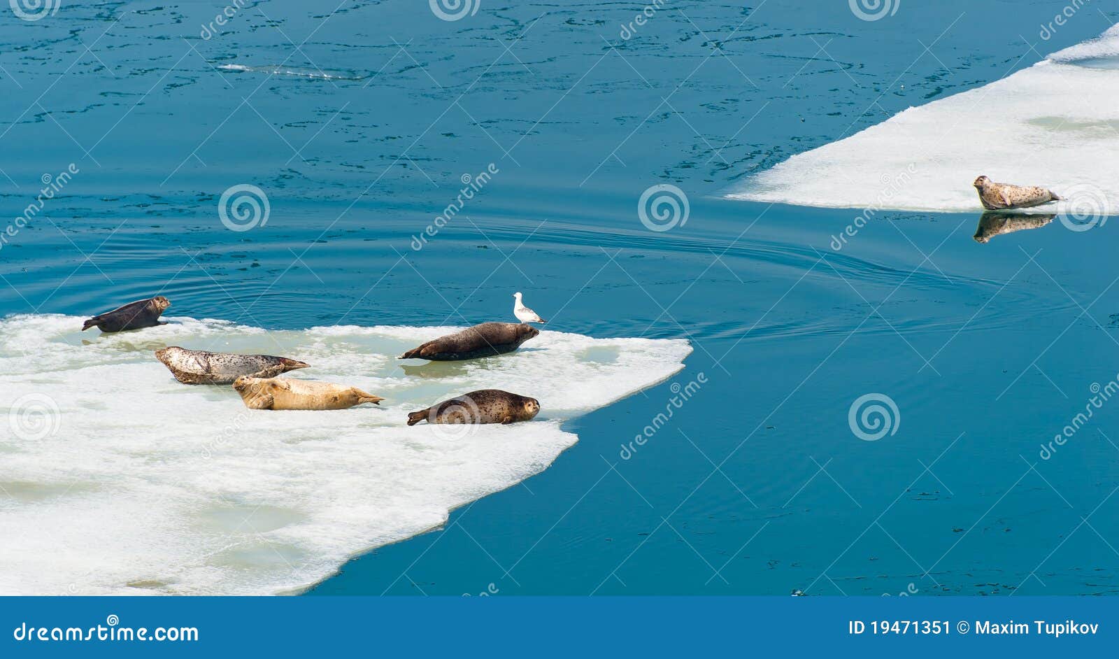 larga seals resting on floating ice