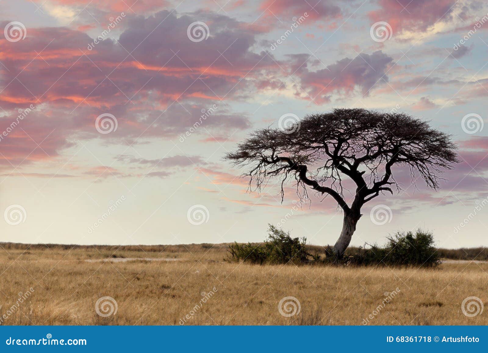 large-acacia-tree-open-savanna-plains-africa-typical-east-botswana-hwankee-68361718.jpg