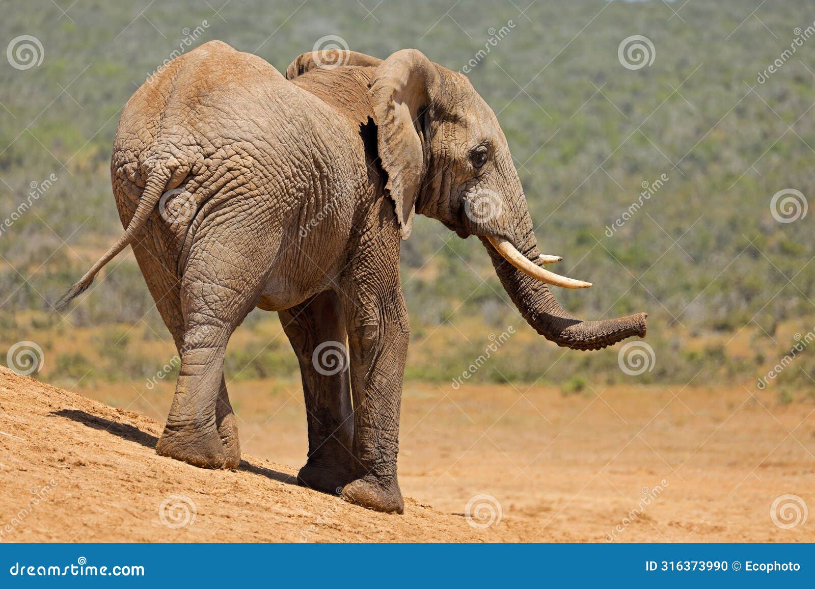 a large african bull elephant in natural habitat, addo elephant national park, south africa