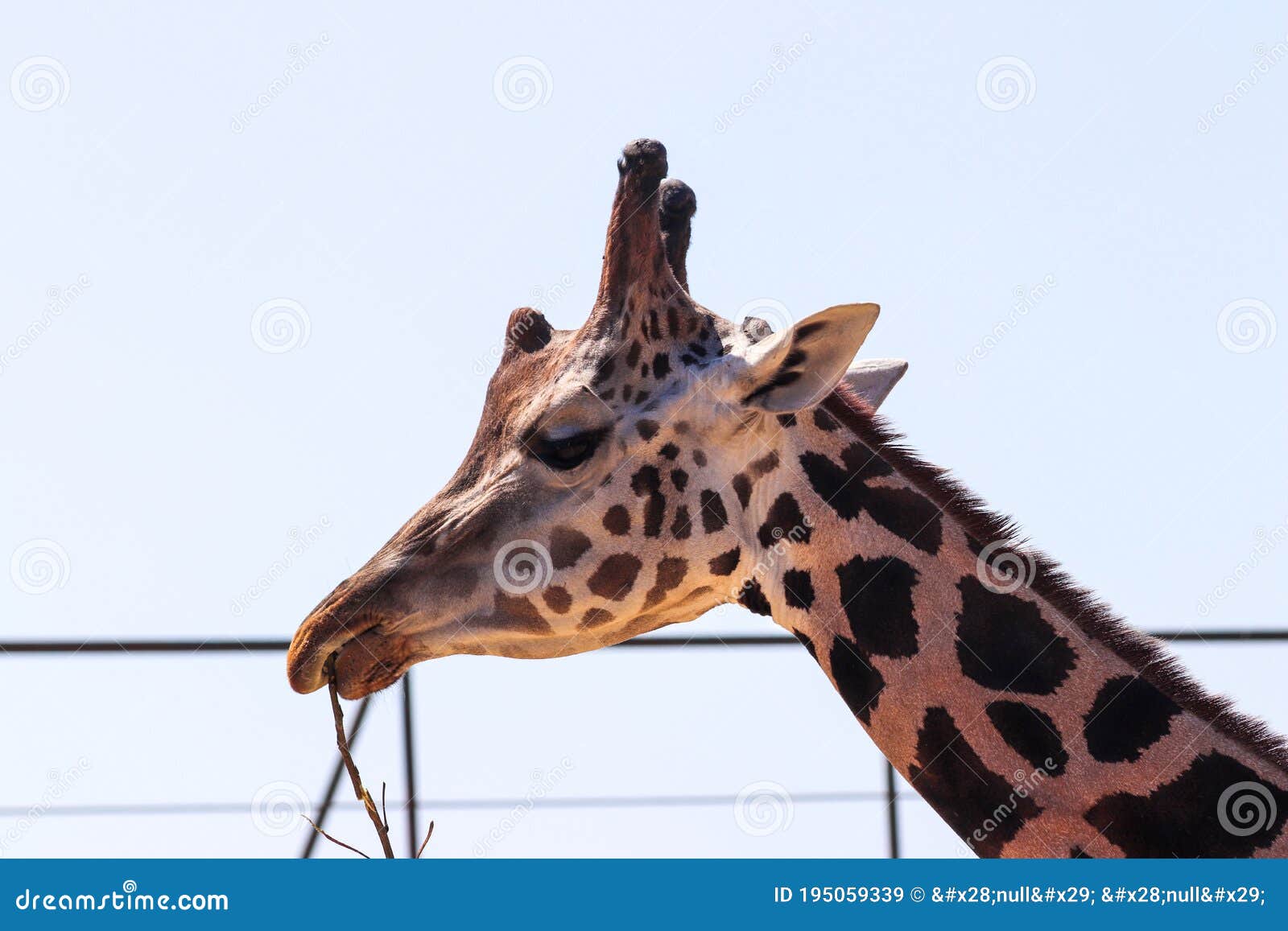An African Animal with Long Legs. Giraffe Stock Image - Image of long, animal: 195059339 An African Animal with Long Legs. Giraffe Stock Image - Image of long, animal: 195059339