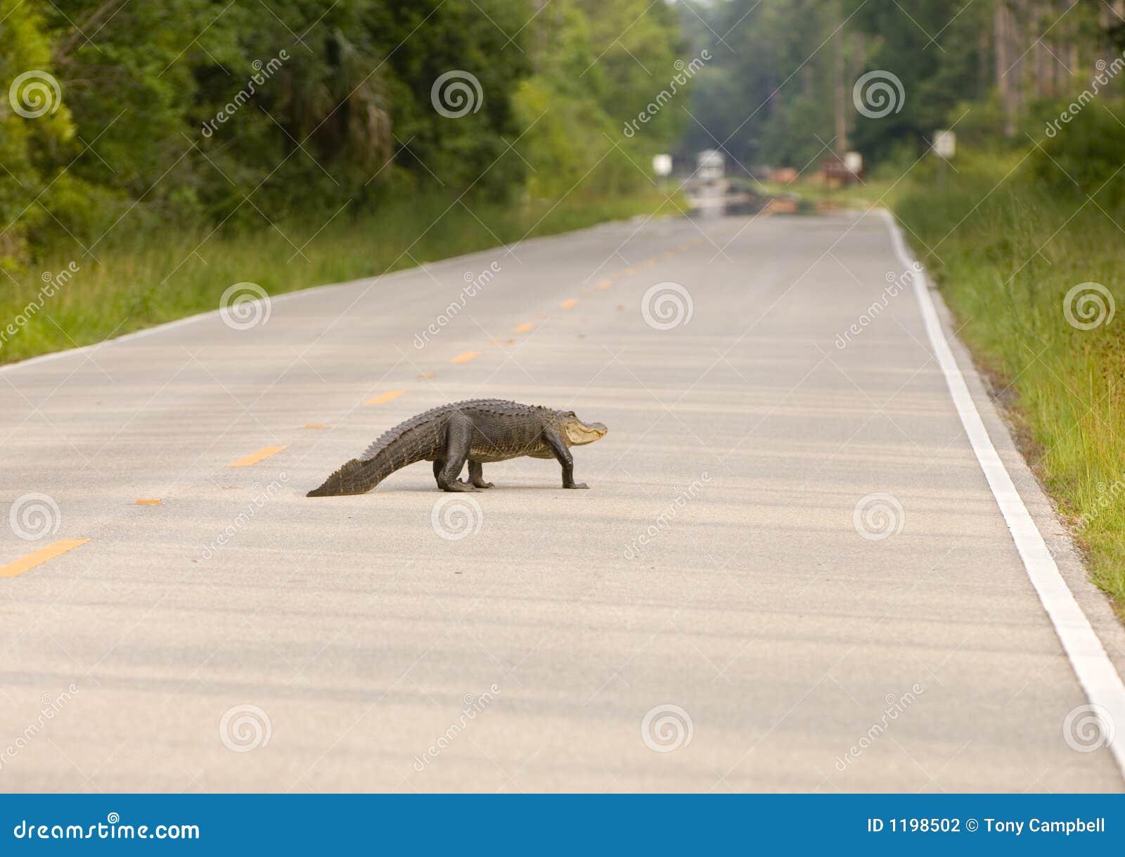 Large Alligator On The Road Stock Photography Image 1198502
