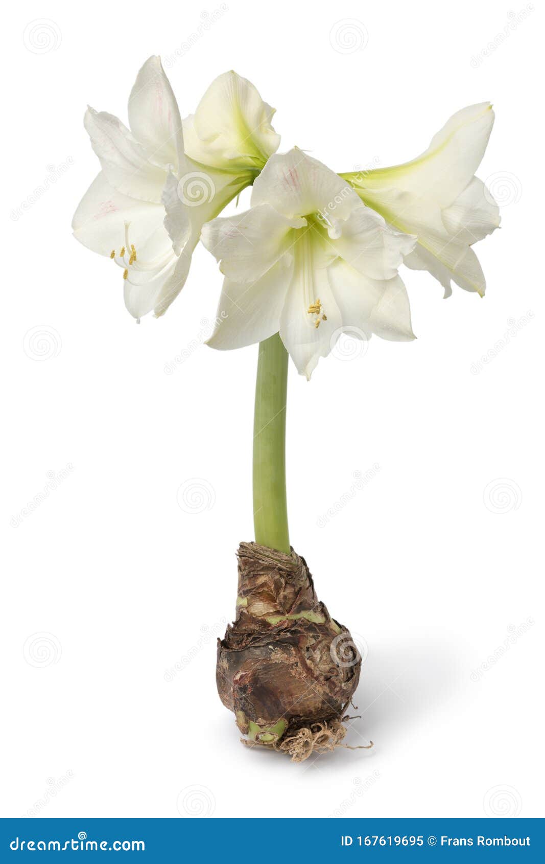 Large Amaryllis Bulb With White Flowers Stock Image Image Of Growing Bulb 167619695