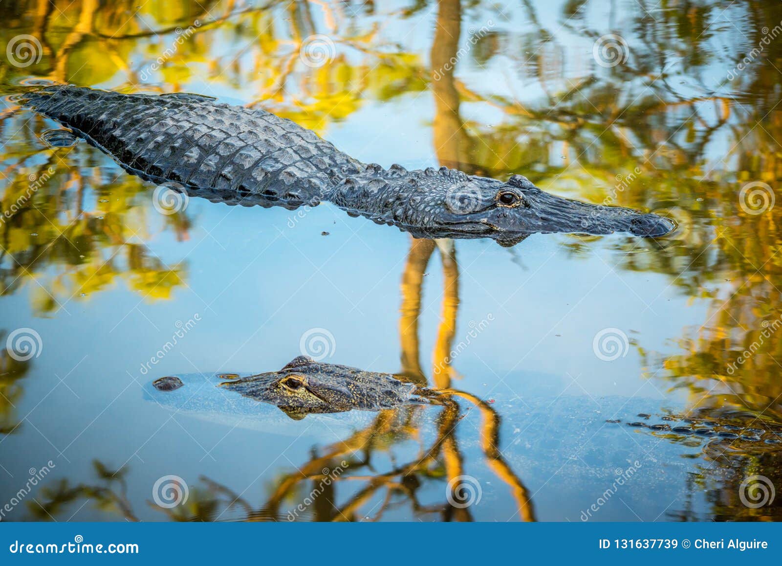 a large american alligator in orlando, florida