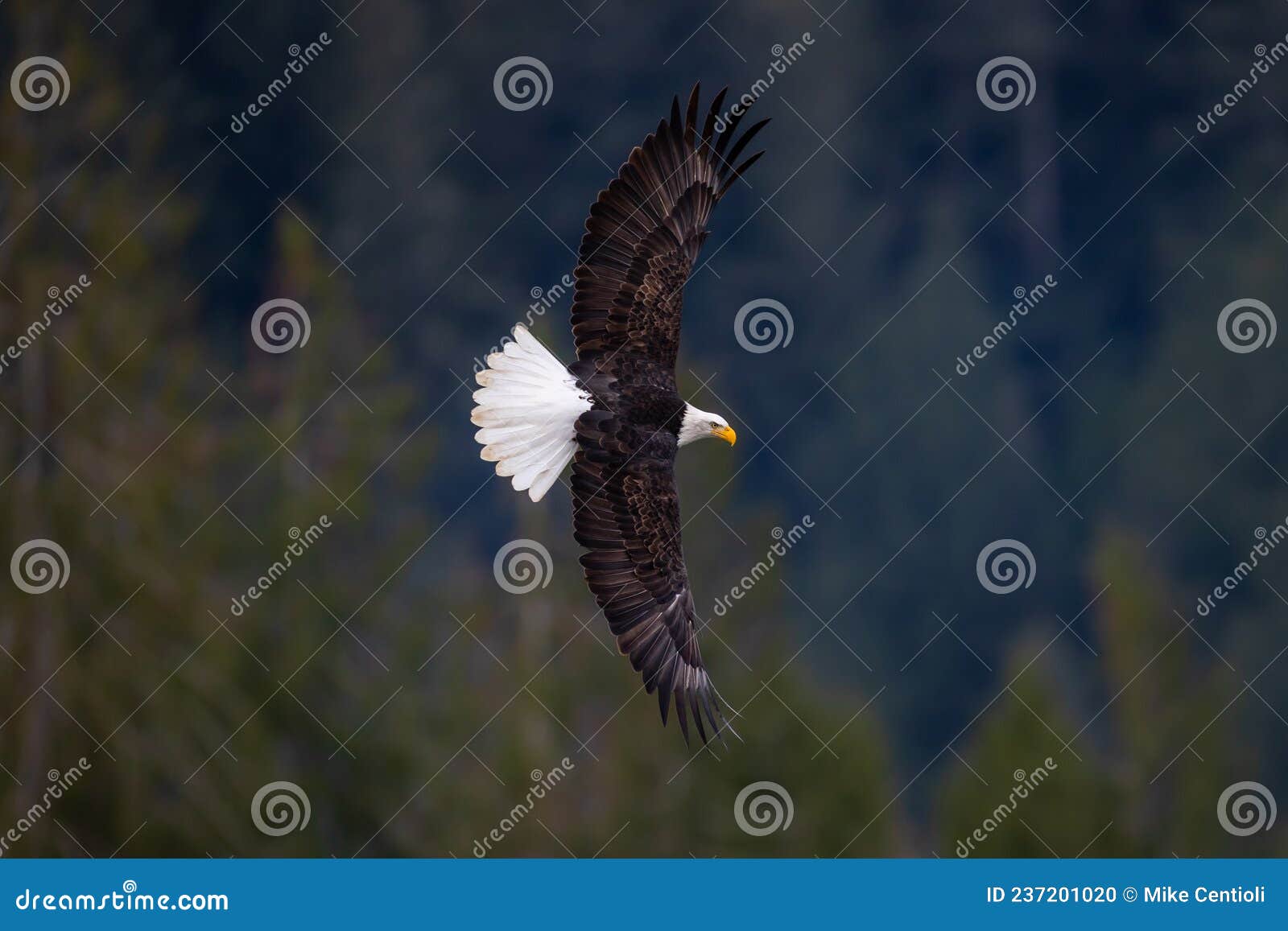 Bald Eagle Flying in the Trees Stock Photo - Image of rare, flight