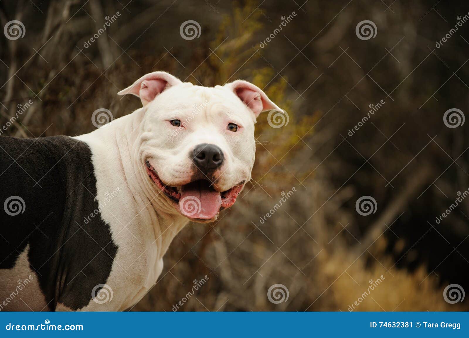 large american pit bull terrier male