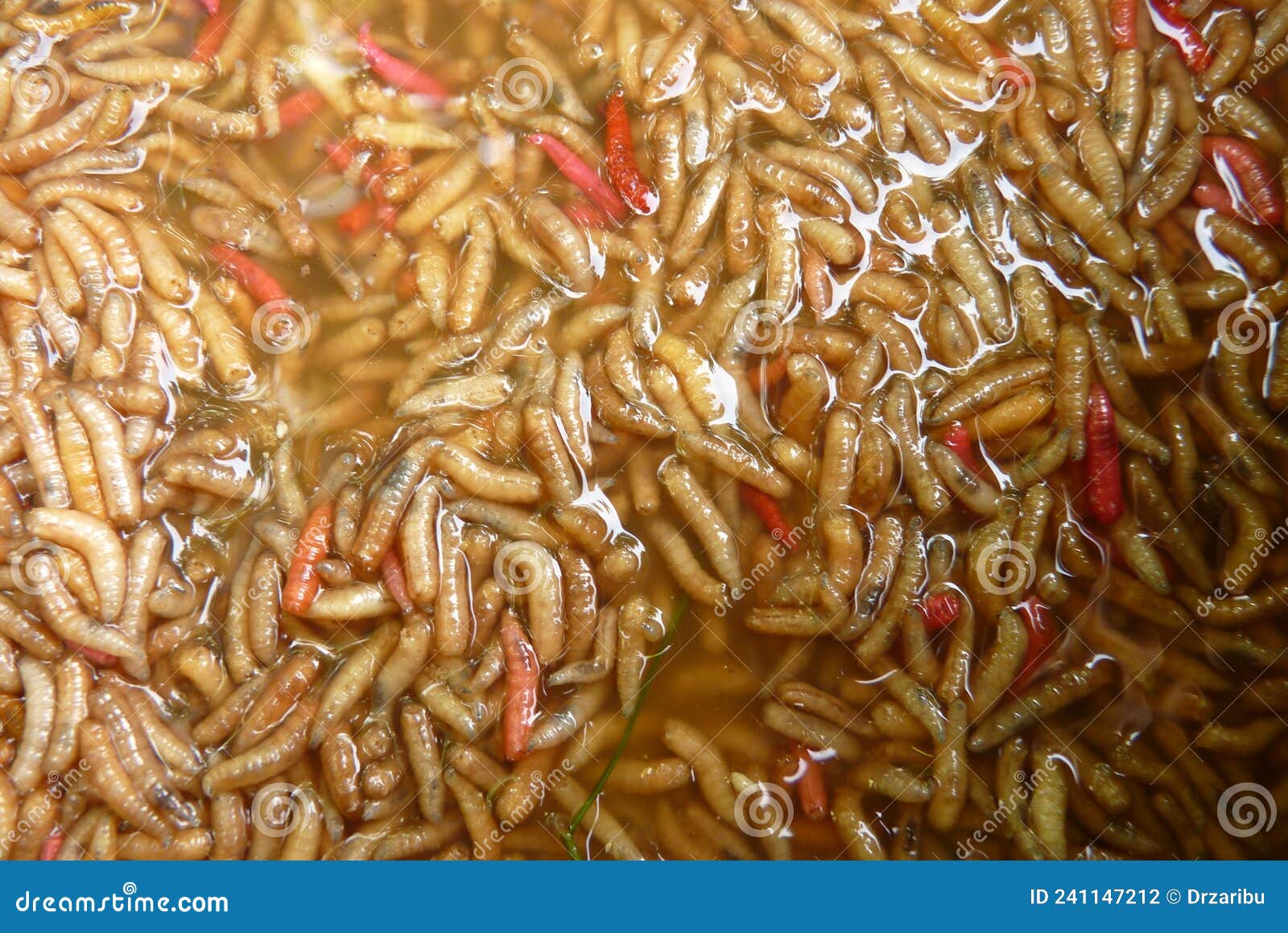 A Large Amount of Meat Worms Drowned in Water that are Used As Bait for  Fishing or Food for Birds and Poultry Stock Photo - Image of water, worms:  241147212