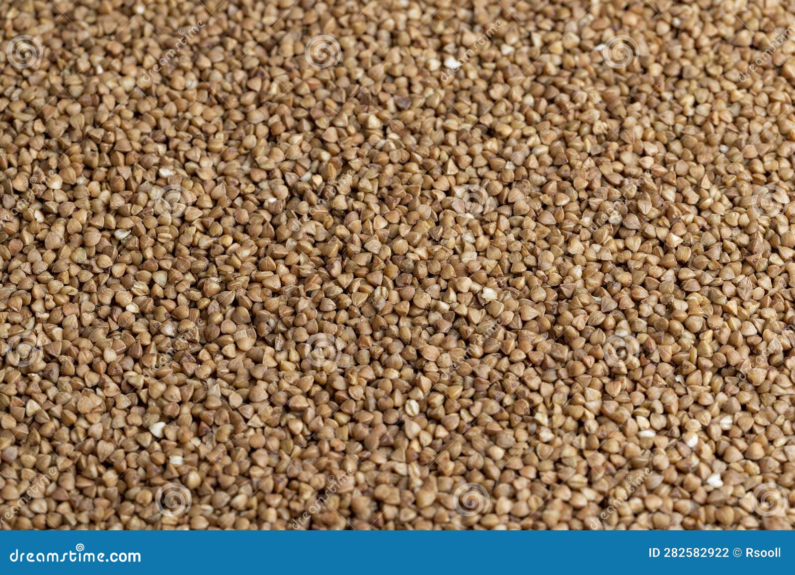 A Large Amount of Roasted Buckwheat Harvest Stock Photo Image of