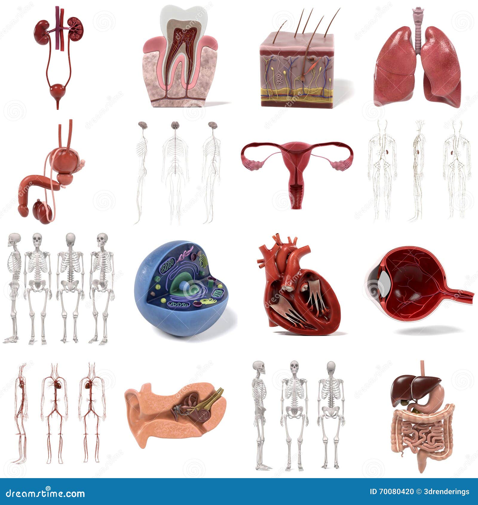 Large anatomy set stock illustration. Illustration of female 70080420
