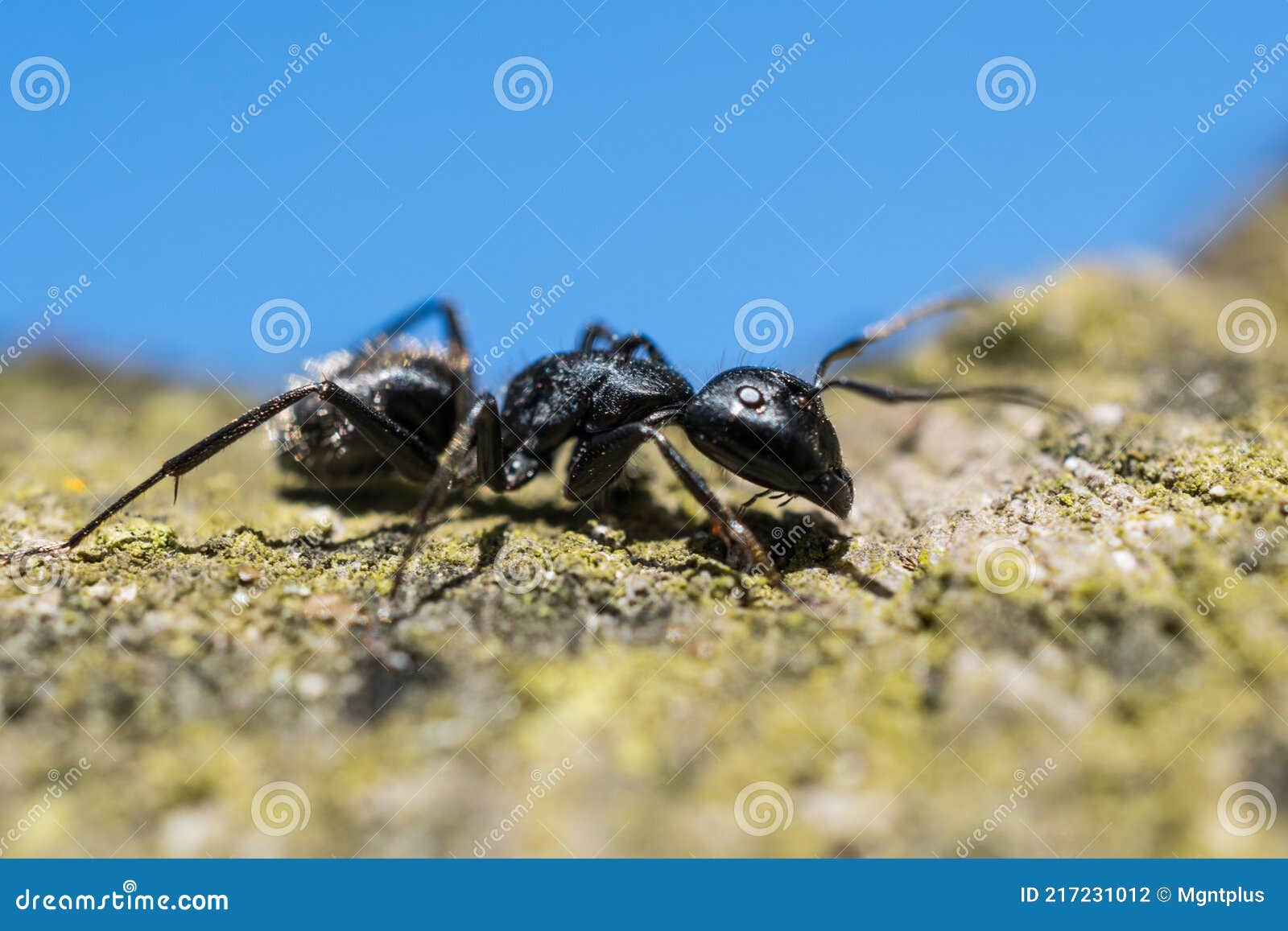 Large Ant On A Tree Stock Photo Image Of Large Fauna 217231012