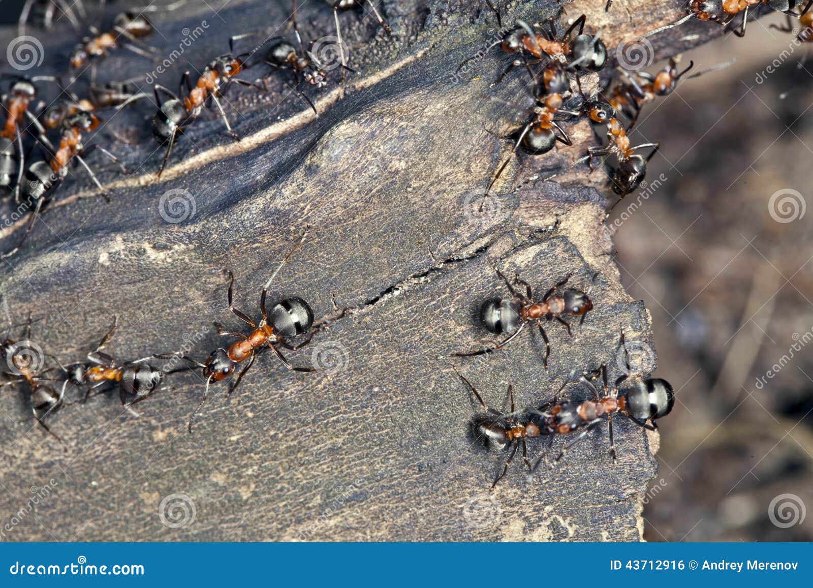 Large ants stock photo. Image of ants, wood, photographed 43712916