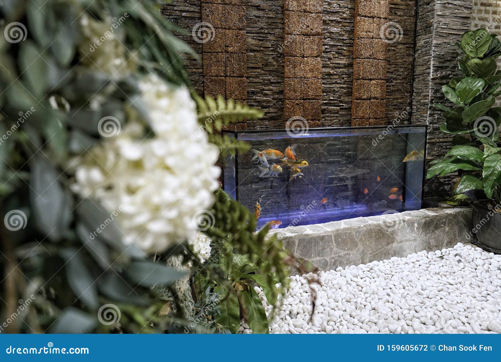 Large Aquarium with Plants Decoration Stock Photo Image of spring