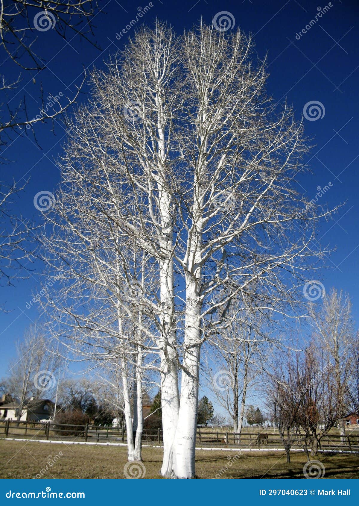 Large aspen tree stock image. Image of contrast, blue 297040623