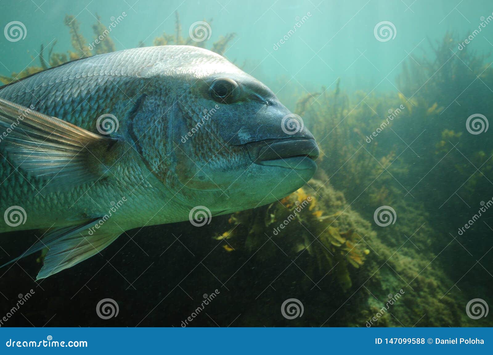 Large Australasian Snapper Detail Stock Photo - Image of island ...