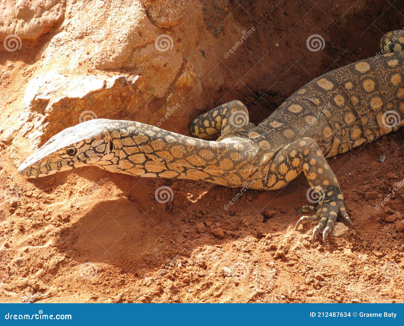 Folde ben Theseus A Large Australian Monitor Lizard Close Up Stock Photo - Image of broome,  close: 212487634