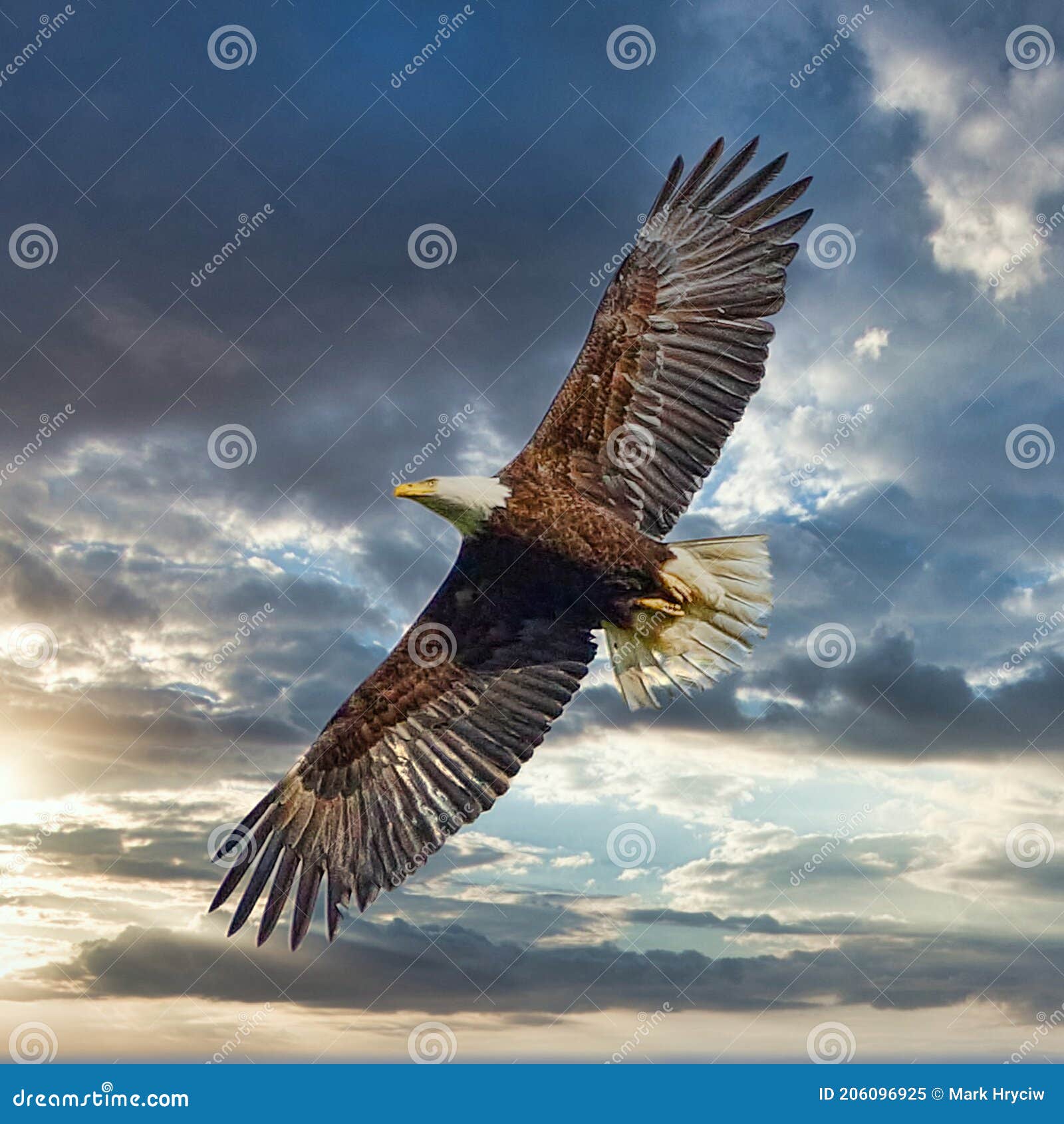 american bald eagle soaring high sunset sky background
