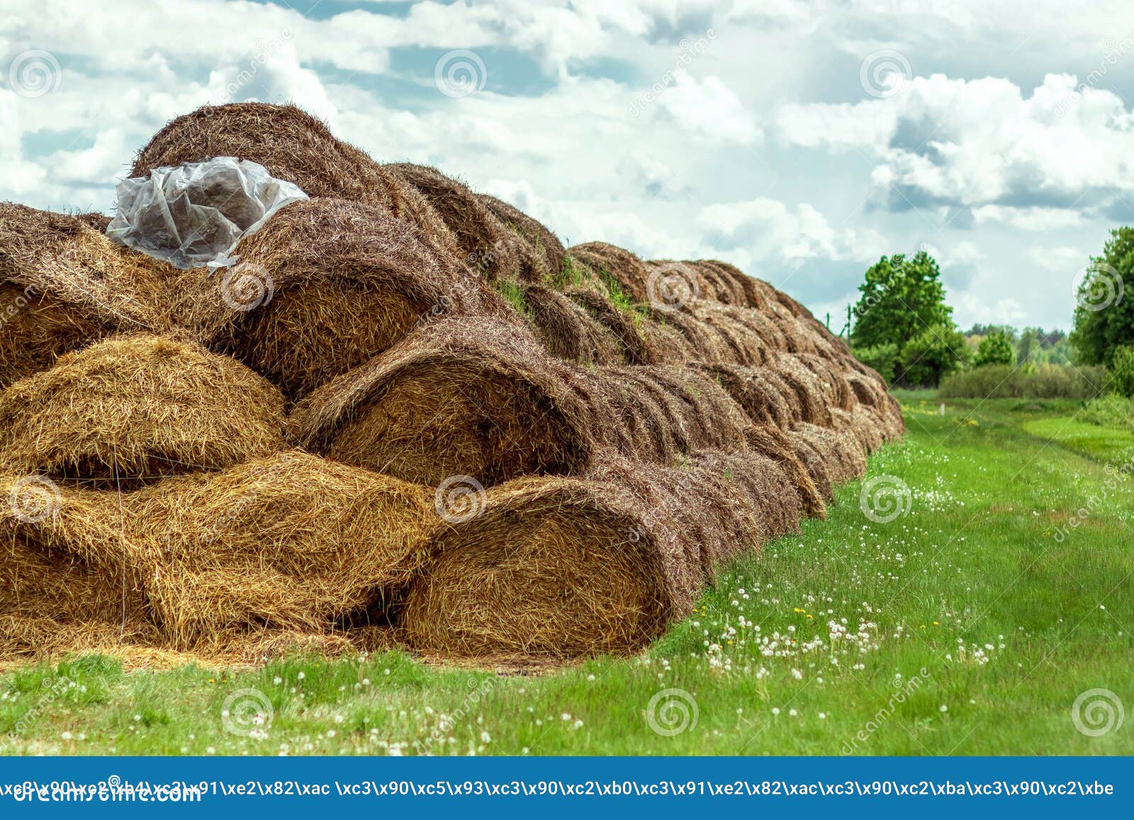 Large Bales of Hay are Stacked in Large Piles on the Field. the Concept of Animal  Feed, Harvest Storage, Harvesting in Agriculture Stock Photo - Image of  farming, countryside: 190990850