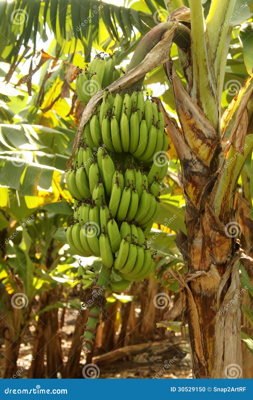 Large Banana Bunch Closeup Stock Photo Image of trees, africa 30529150