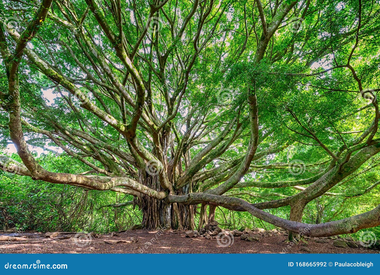 14,294 Banyan Tree Stock Photos - Free & Royalty-Free Stock Photos from Dreamstime 14,294 Banyan Tree Stock Photos - Free & Royalty-Free Stock Photos from Dreamstime