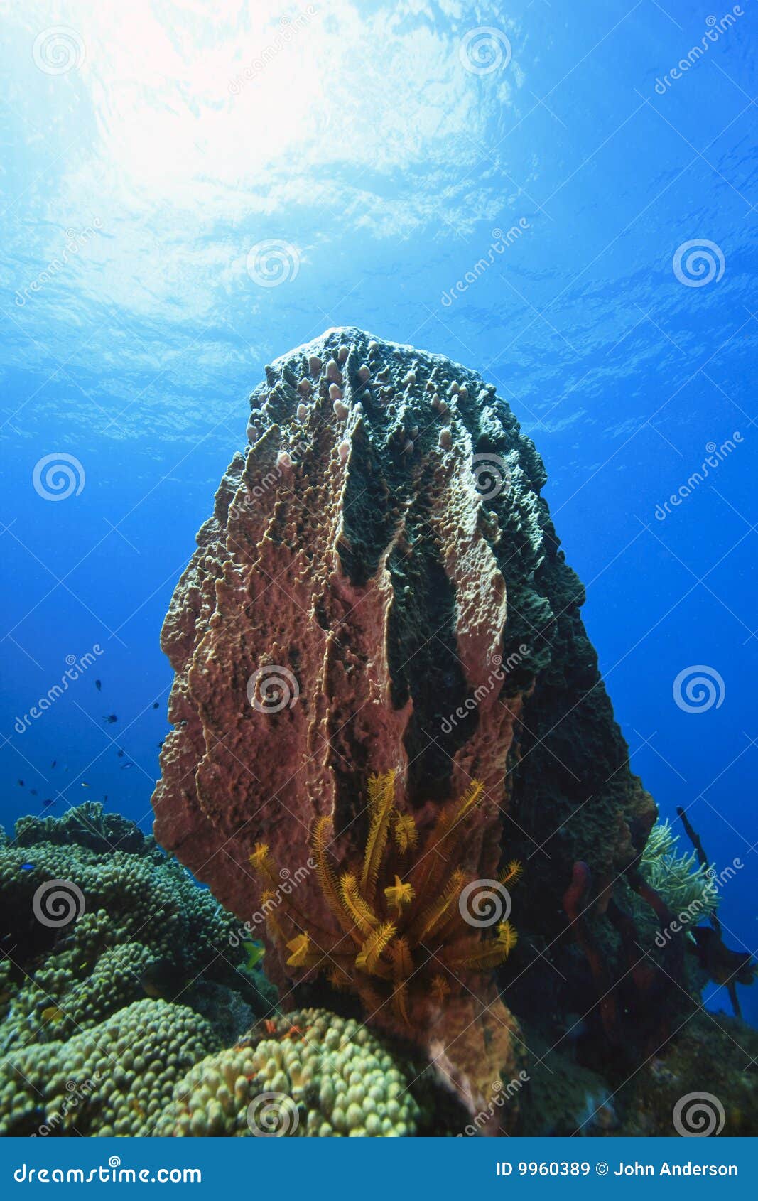 does the giant barrel sponge move does the giant barrel sponge move