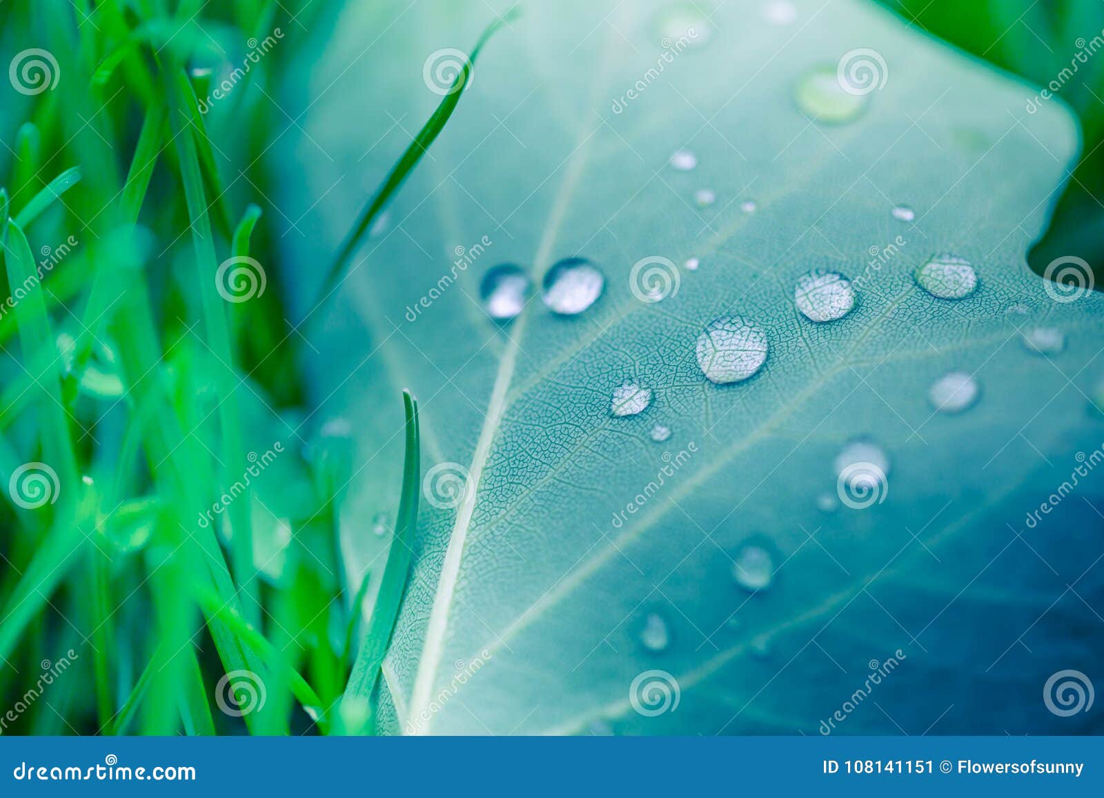beautiful breen leaf and morning dew drops. nature texture background. green leaf and green environment