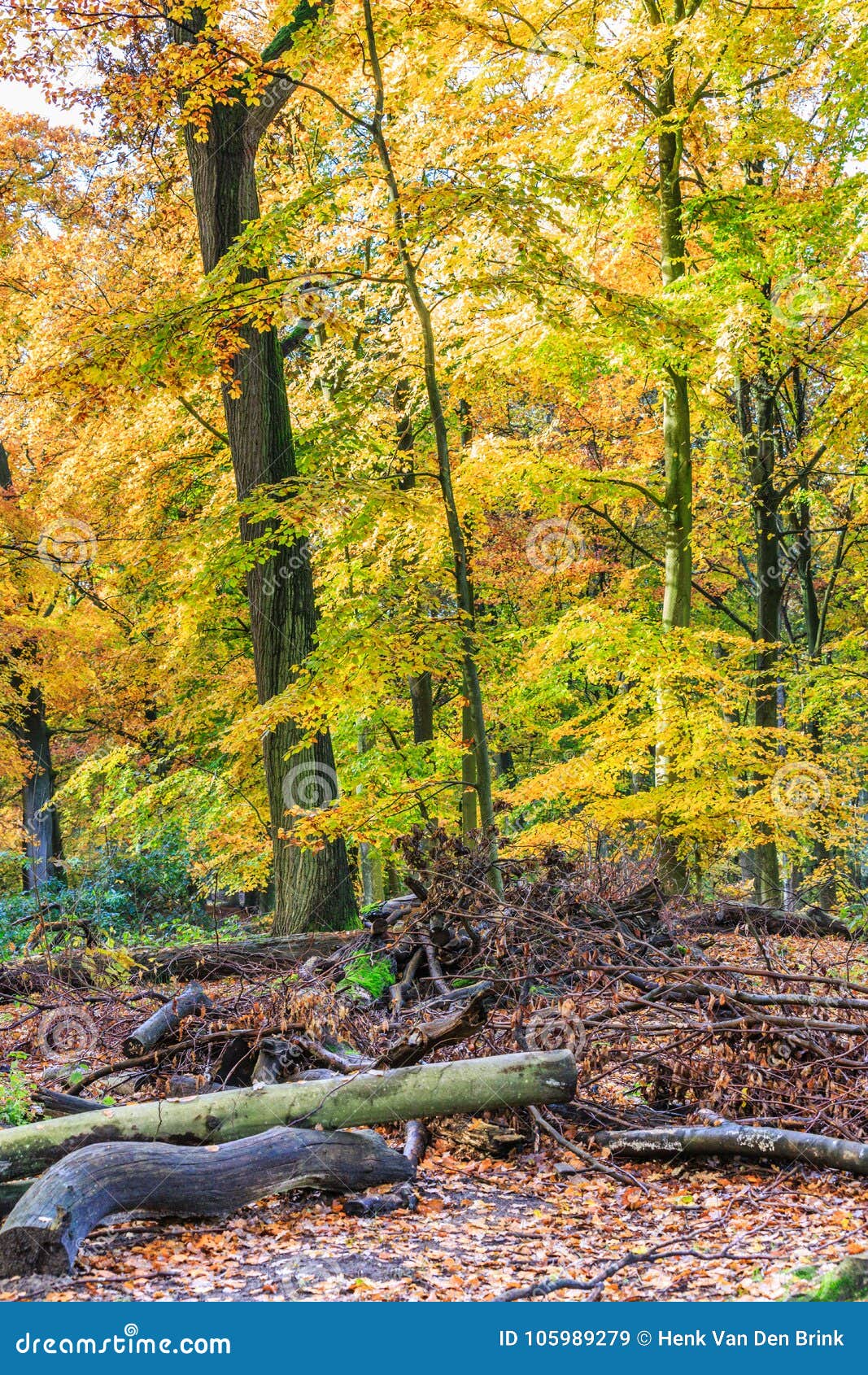 Beech Trees With Leaf In Autumn Color In Natural Forest Stock Image