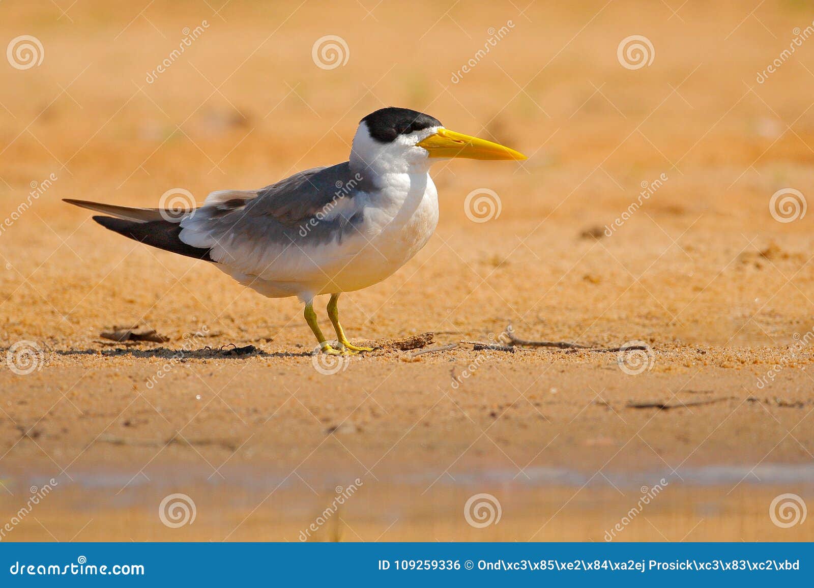large-billed tern, phaetusa simplex, in river sand beach, rio negro, pantanal, brazil. bird in the nature sea habitat. skimmer dr