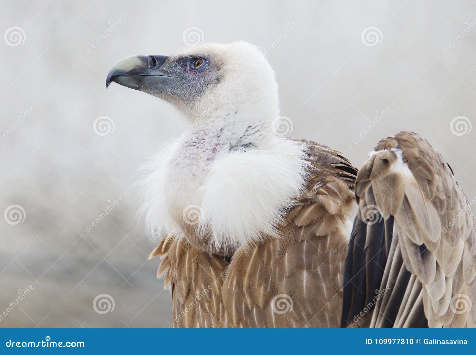 Griffon vulture stock photo. Image of griffon, brown - 109977810